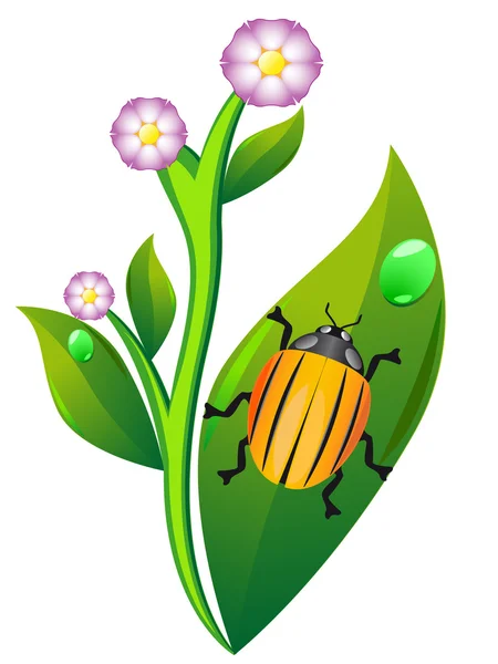 Escarabajo de Colorado sobre patata de hoja — Vector de stock