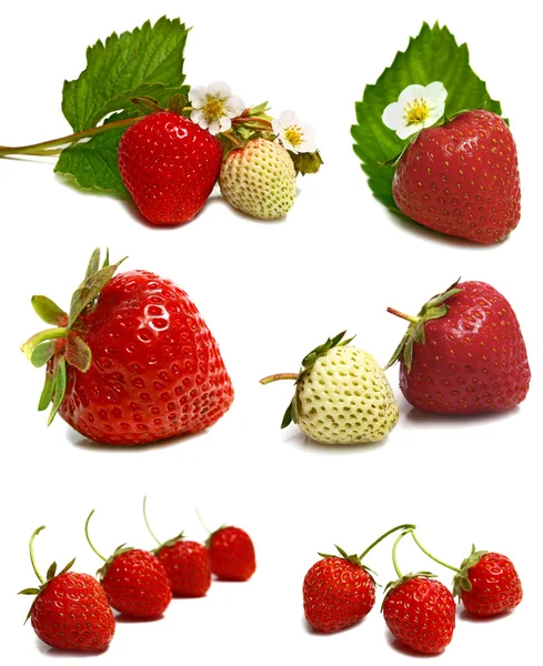 Białe i czerwone truskawki i kwitnąć na oddział — Zdjęcie stockowe