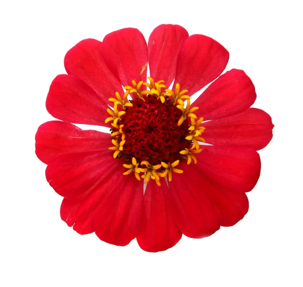 Rote Blume als Dekoration — Stockfoto