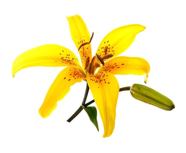 ᐈ Yellow lilies stock images, Royalty Free yellow lily photos ...