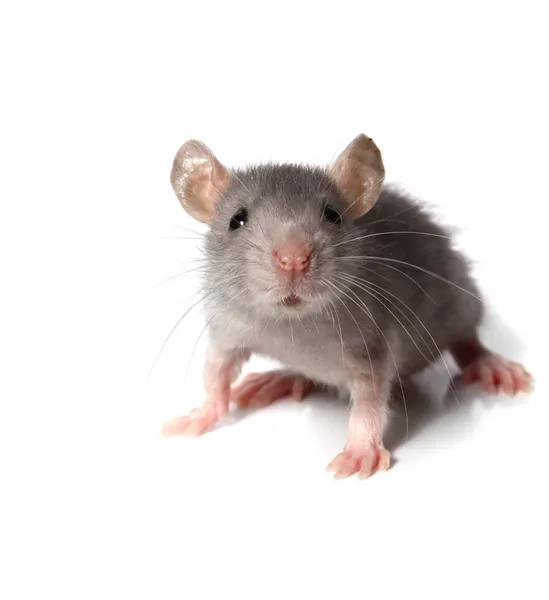 Серая мышь — стоковое фото