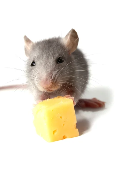 マウスとチーズ — ストック写真