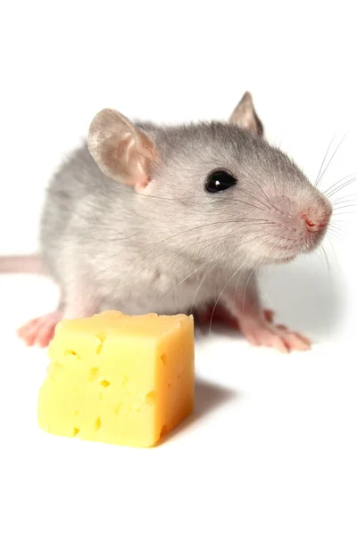 Мышь и сыр — стоковое фото