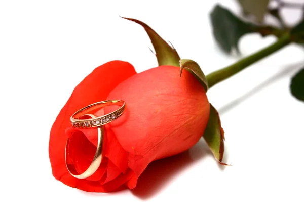 Rose a snubní prsteny — Stock fotografie