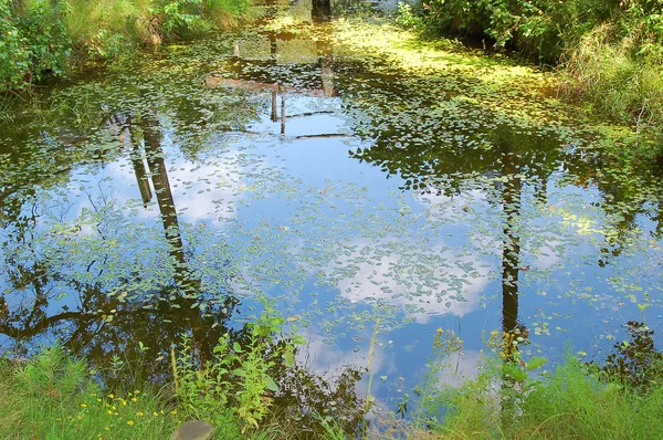 蓝蓝的天空被反映在池塘里 — 图库照片