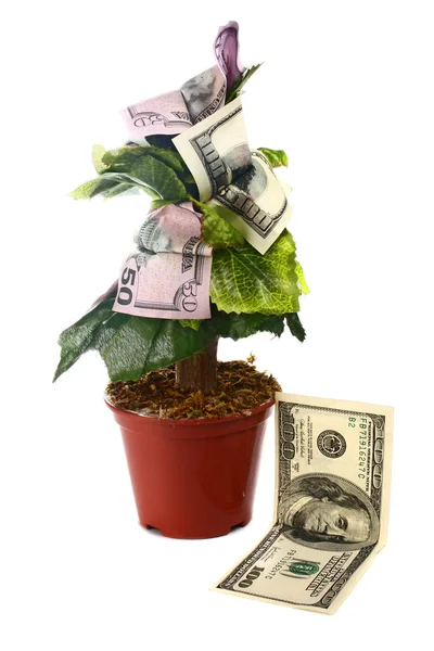 Para ağacını ve dolar — Stok fotoğraf