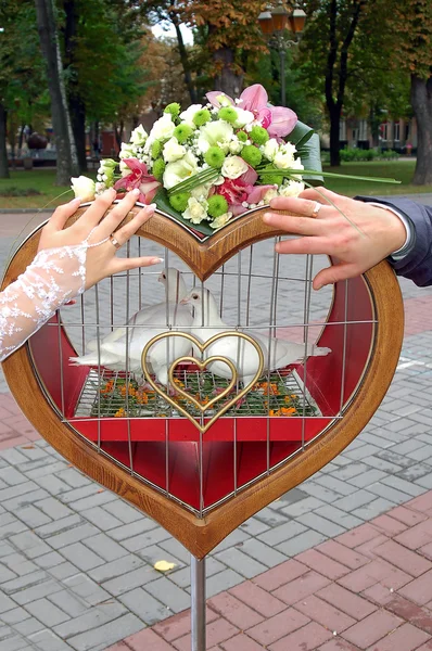 Hands of groom and fiancee on cage with pigeons — Stock Photo, Image