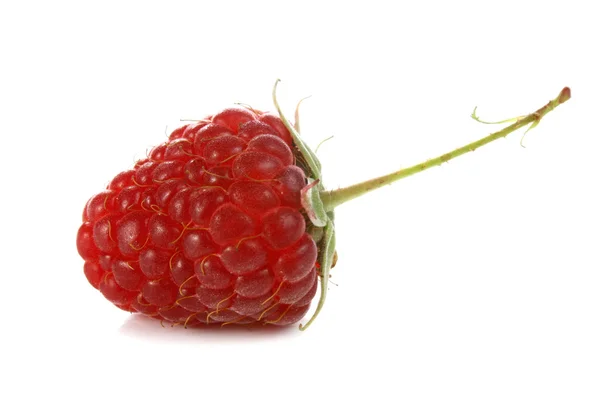Ripe red raspberry — Stock Photo, Image