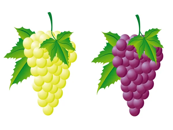Виноград белый и красный — стоковый вектор