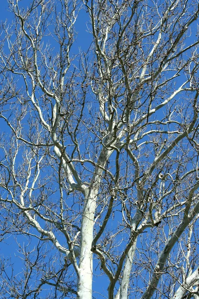 Sycamore tree — Stock Photo, Image