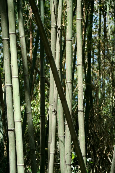 Bamboe bomen — Stockfoto