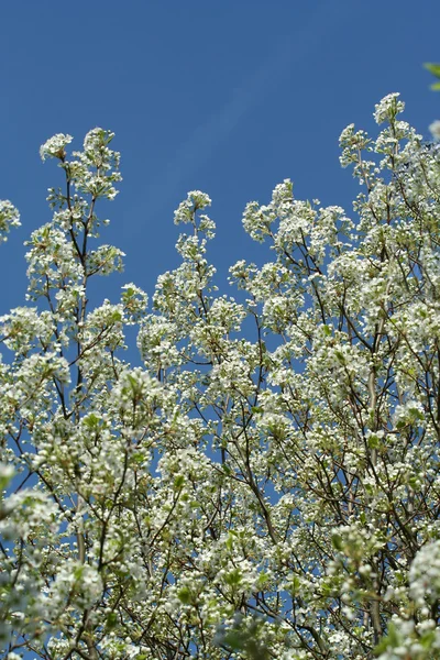 Çiçeklenme tree — Stok fotoğraf