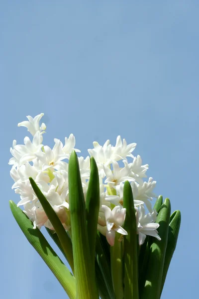 Spring hyacinths — Stock Photo, Image
