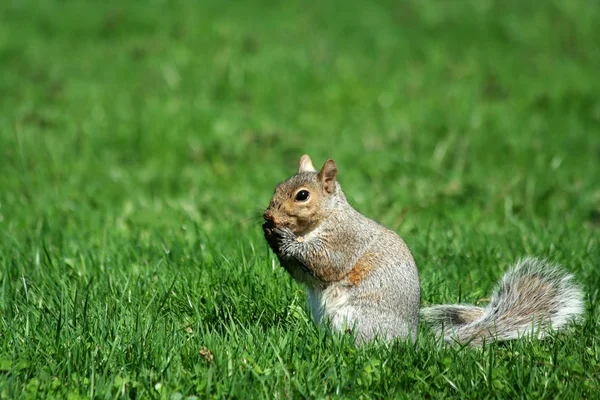Egy szürke mókus eszik — Stock Fotó