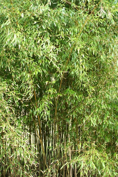 Δέντρα μπαμπού — Φωτογραφία Αρχείου