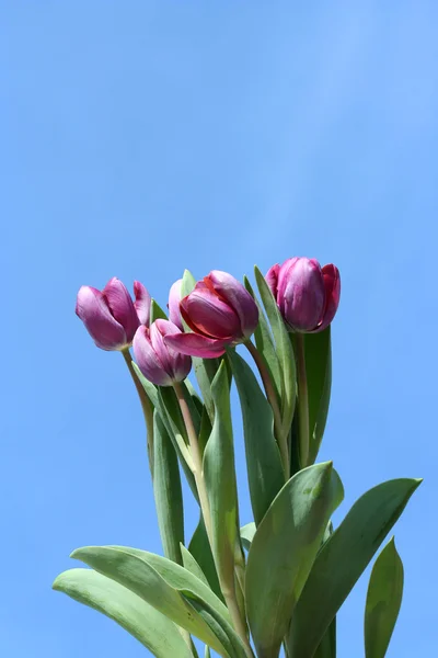 Tulipas de primavera — Fotografia de Stock