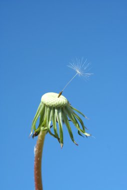 One seed dandelion clock clipart