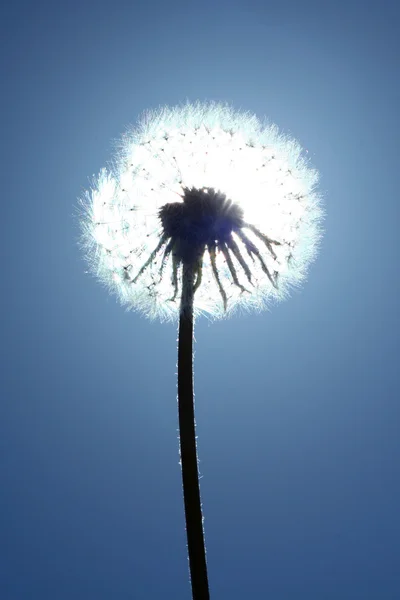 Backlit dandelion clock sun behind — Stok fotoğraf
