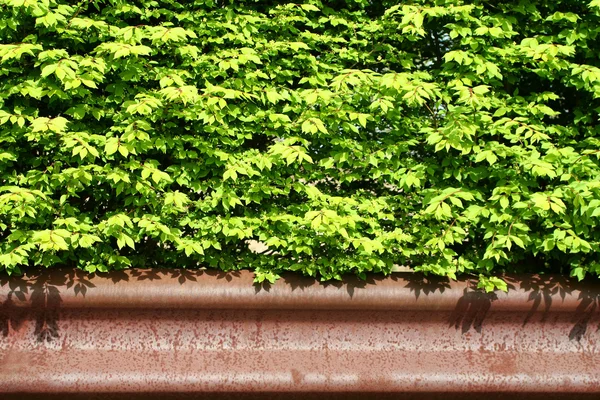 Fundo arbusto — Fotografia de Stock