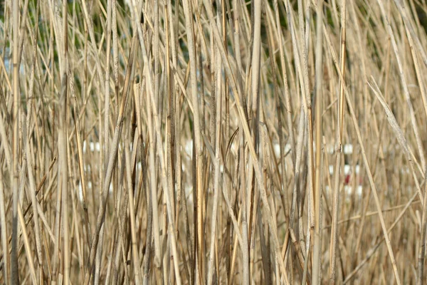 Reeds background — Stock Photo, Image