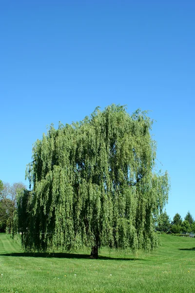 Ağlayan söğüt ağacı — Stok fotoğraf