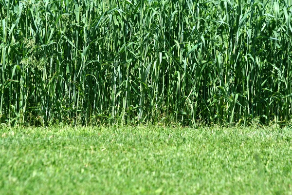 Hay, a mező növekvő — Stock Fotó