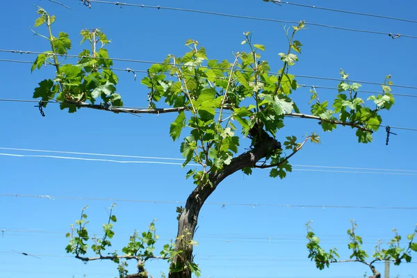 Grape vineyard in springtime — Stock Photo, Image