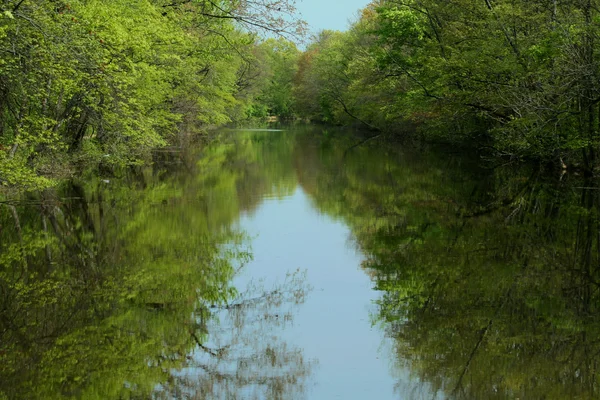 Отражение дерева в воде — стоковое фото