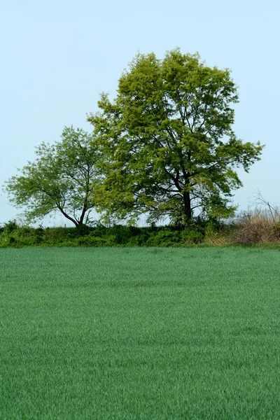 Bomen en gras veld — Stockfoto