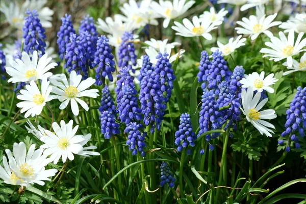 Grape Hyacinth — Stock Photo, Image