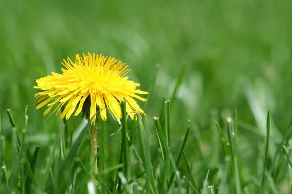 Yellow dandelion in grass — Stock Photo, Image