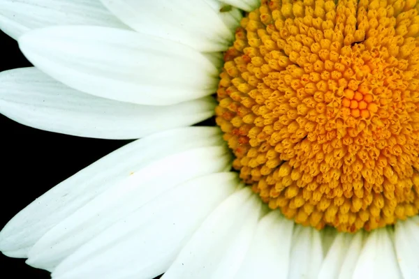 stock image Bright white and yellow daisy