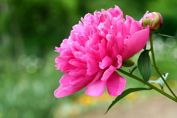 Pembe şakayık çiçeği — Stok fotoğraf