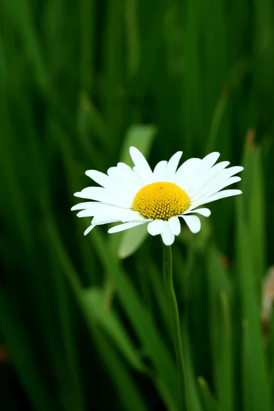 Bright white and yellow daisy — Stock Photo, Image