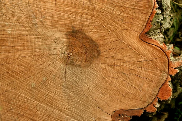 Tree trunk ringen — Stockfoto