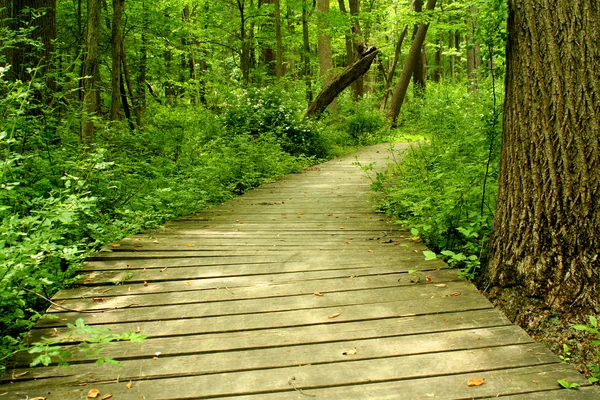 Ponte in legno nel bosco — Foto Stock