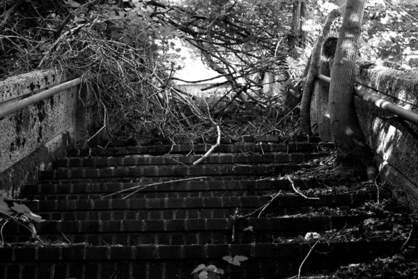 古い草に覆われた階段 — ストック写真