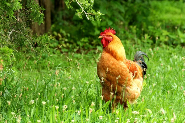 Rhode island red rooster — Stockfoto