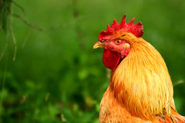 罗德岛岛红公鸡 — 图库照片