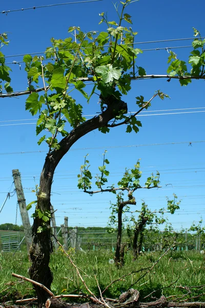 Grape vineyard in springtime — Stock Photo, Image