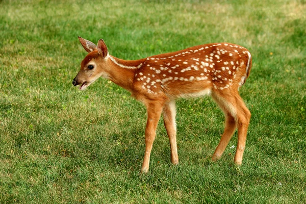 Young fawn and human hand — Stock Photo, Image