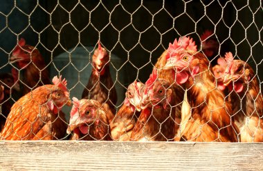 Bunch of chickens in a coop clipart