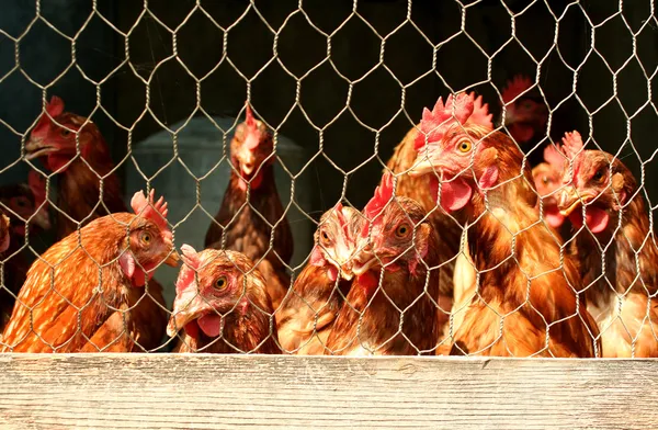 Une meute de poulets dans un poulailler — Photo