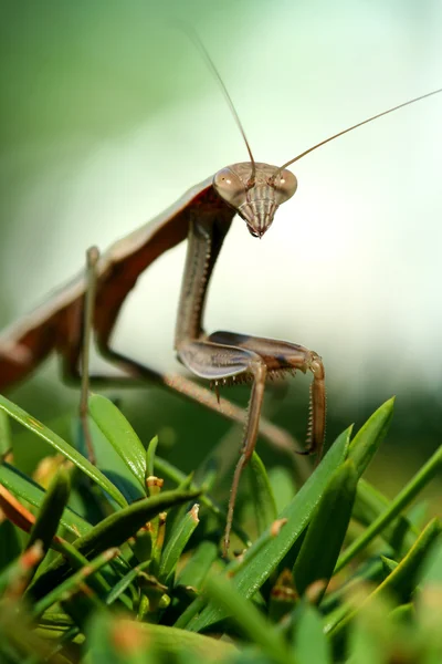Praying mantis on a bush macro — Stock Photo, Image