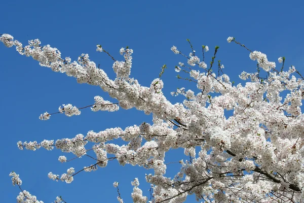 Árvore de primavera florida — Fotografia de Stock