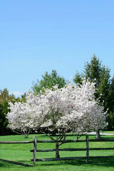 Çiçekli ağaç bahar — Stok fotoğraf