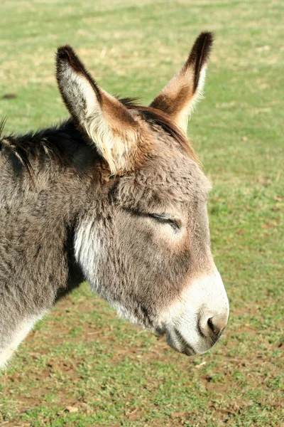 Donkey in een veld — Stockfoto