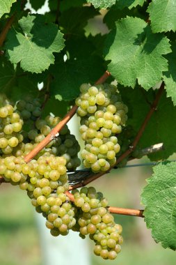 Green chardonnay grapes clipart