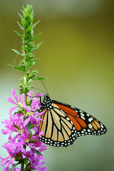 Monarch kelebek besleme — Stok fotoğraf