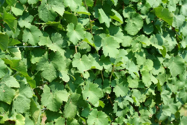 Grape vine leaves background — Stock Photo, Image